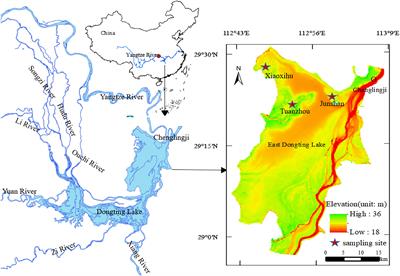 Belowground seed and bud banks play complementary roles in the potential recruitment of dominant macrophyte communities in a Yangtze River-connected floodplain wetland